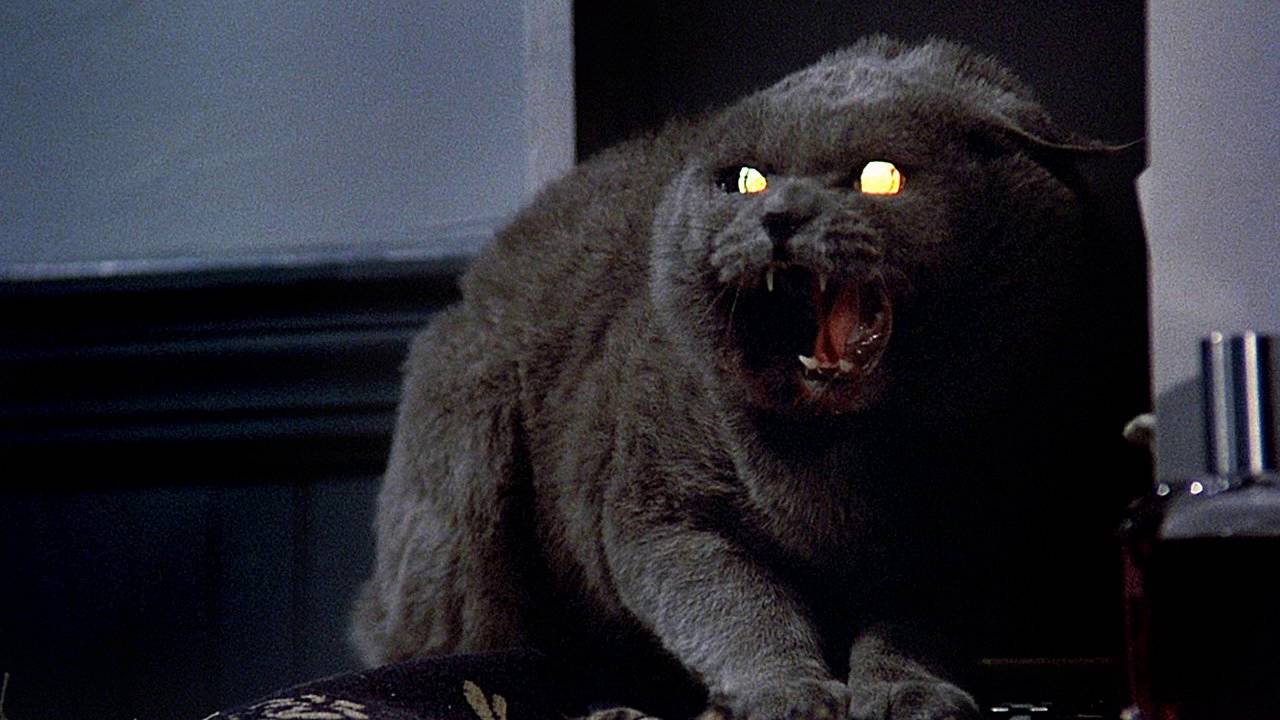 The cat from Pet Sematary